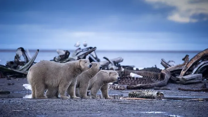 Alaska: Vương Quốc Băng Giá Alaska: Vương Quốc Băng Giá