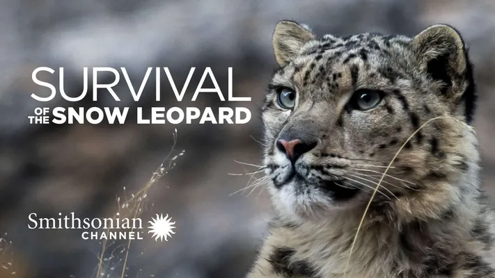 Survival Of The Snow Leopard Survival Of The Snow Leopard